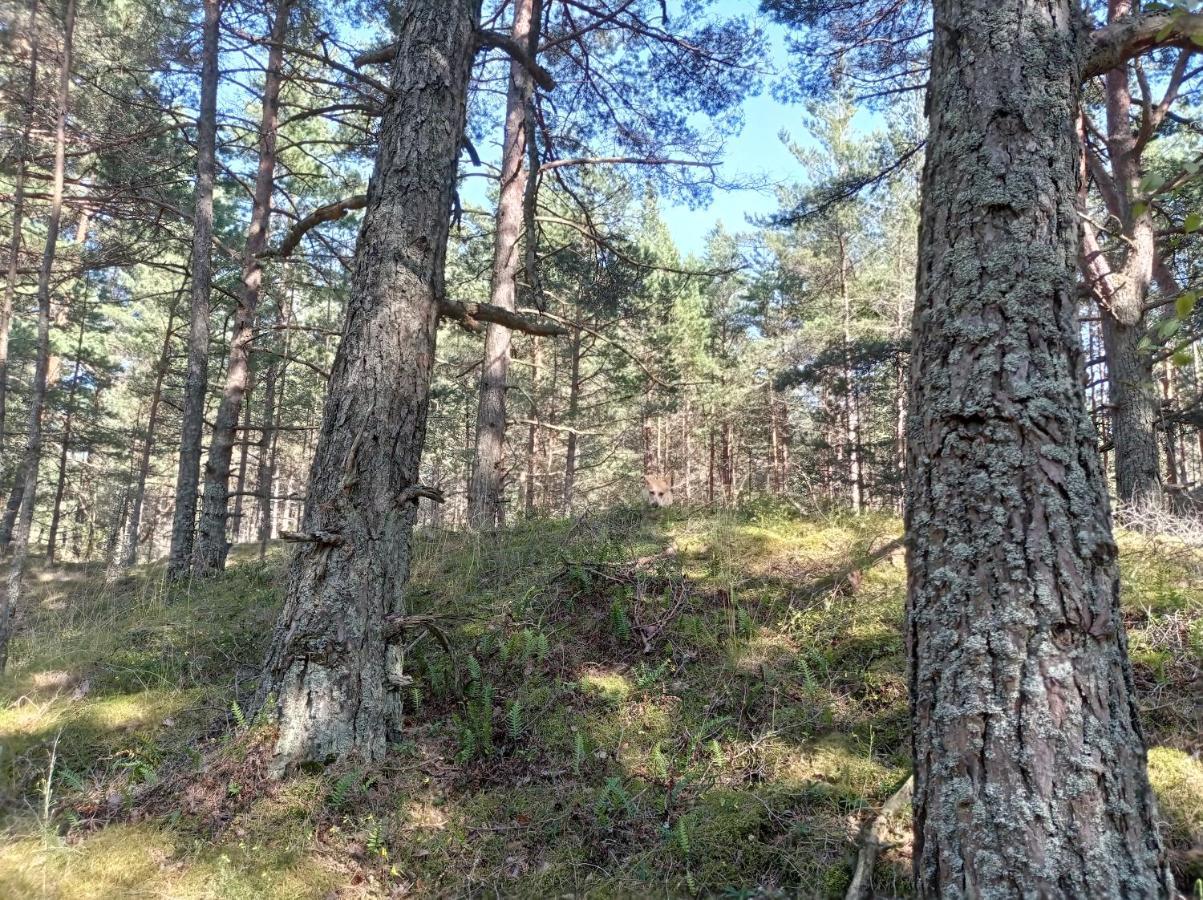 House, Garden & Sauna. Free Parking. Train Stop-200 M. Sea-1 Km. Jūrkalne 外观 照片
